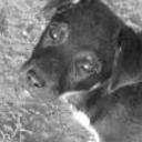anterior