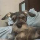 siguiente