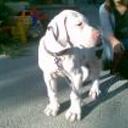 Golfo