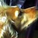 anterior