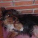 siguiente