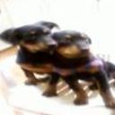 anterior