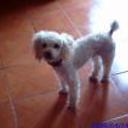 siguiente