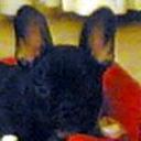 anterior