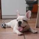 siguiente