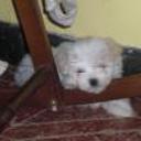 siguiente