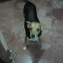 siguiente