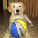 siguiente