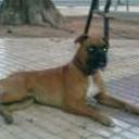 siguiente