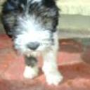 siguiente