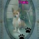 Towina