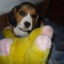 siguiente