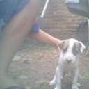 siguiente