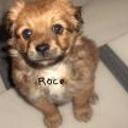 Roco