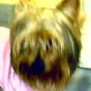 anterior