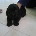siguiente