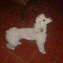 siguiente