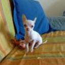 siguiente