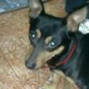 siguiente