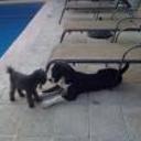 siguiente