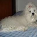 siguiente