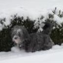 Cuqui