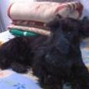 siguiente