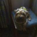 siguiente