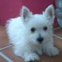 siguiente