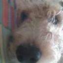 siguiente