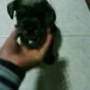 siguiente