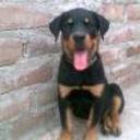 siguiente