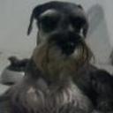 siguiente