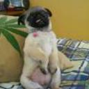 siguiente