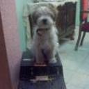 siguiente
