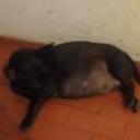 siguiente