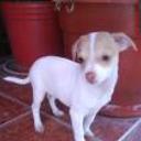 siguiente