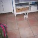 siguiente