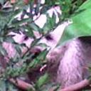 anterior