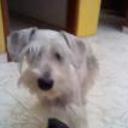 siguiente