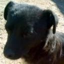 Chucho
