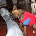 siguiente