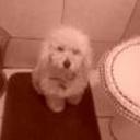 siguiente