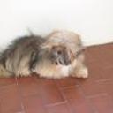 Tuca