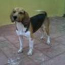 siguiente