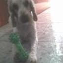 siguiente