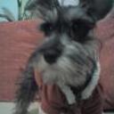siguiente