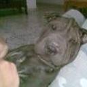 siguiente