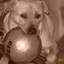 siguiente