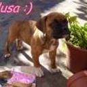 siguiente